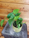 The Plant Farm® Houseplants Pothos Gift Set of 2! Pothos Golden and Pothos Marble, 4" Plant
