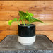 The Plant Farm® Houseplants Pothos Golden, 4" Plant