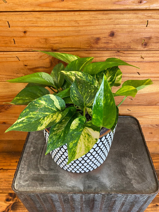 The Plant Farm® Houseplants Pothos Golden, 6" Plant