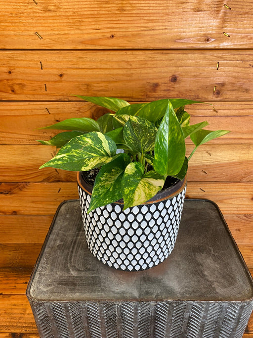 The Plant Farm® Houseplants Pothos Golden, 6" Plant