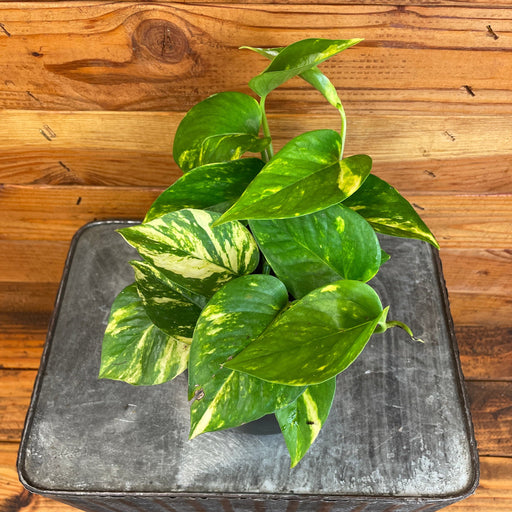 The Plant Farm® Houseplants Pothos Hawaiian, 4" Plant