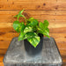 The Plant Farm® Houseplants Pothos Hawaiian, 4" Plant