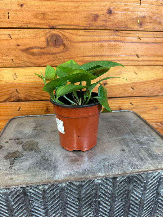 The Plant Farm® Houseplants Pothos Jade, 4" Plant