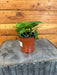 The Plant Farm® Houseplants Pothos Jade, 4" Plant
