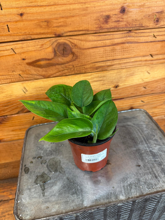 The Plant Farm® Houseplants Pothos Jade, 4" Plant