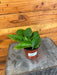 The Plant Farm® Houseplants Pothos Jade, 4" Plant