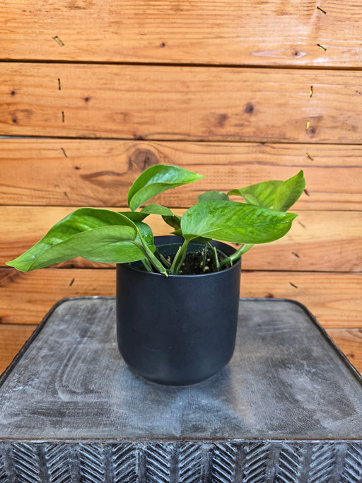 The Plant Farm® Houseplants Pothos Jade, 4" Plant