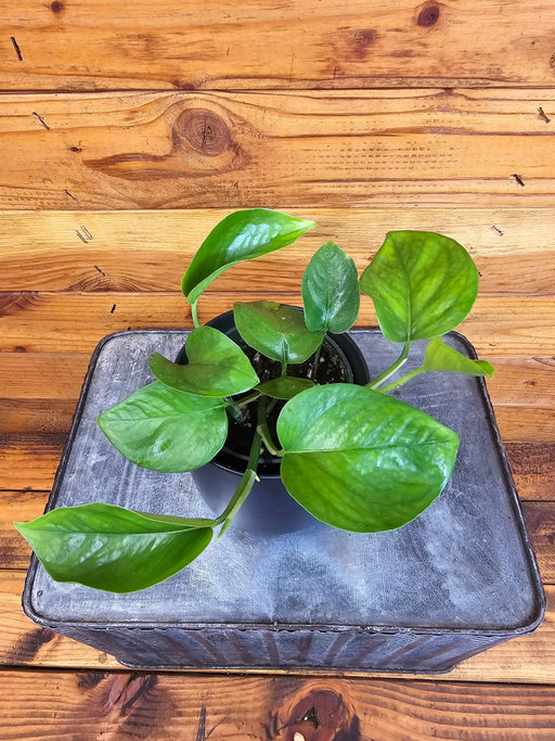 The Plant Farm® Houseplants Pothos Jade, 4" Plant