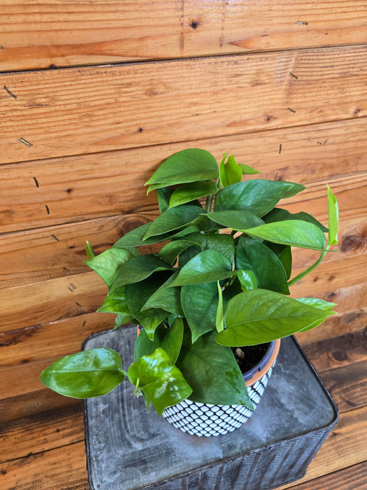 The Plant Farm® Houseplants Pothos Jade, 6" Plant