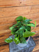 The Plant Farm® Houseplants Pothos Jade, 6" Plant