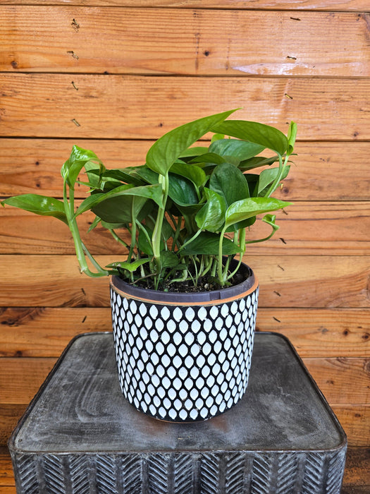 The Plant Farm® Houseplants Pothos Jade, 6" Plant