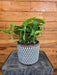 The Plant Farm® Houseplants Pothos Jade, 6" Plant