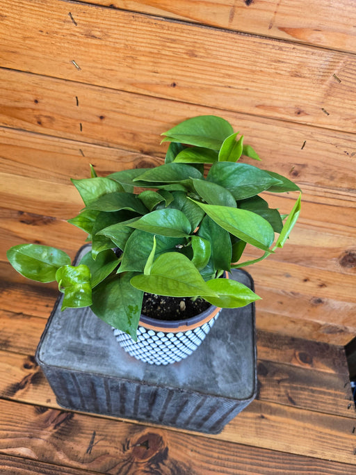 The Plant Farm® Houseplants Pothos Jade, 6" Plant