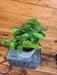 The Plant Farm® Houseplants Pothos Jade, 6" Plant