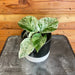 The Plant Farm® Houseplants Pothos Marble Queen, 4" Plant