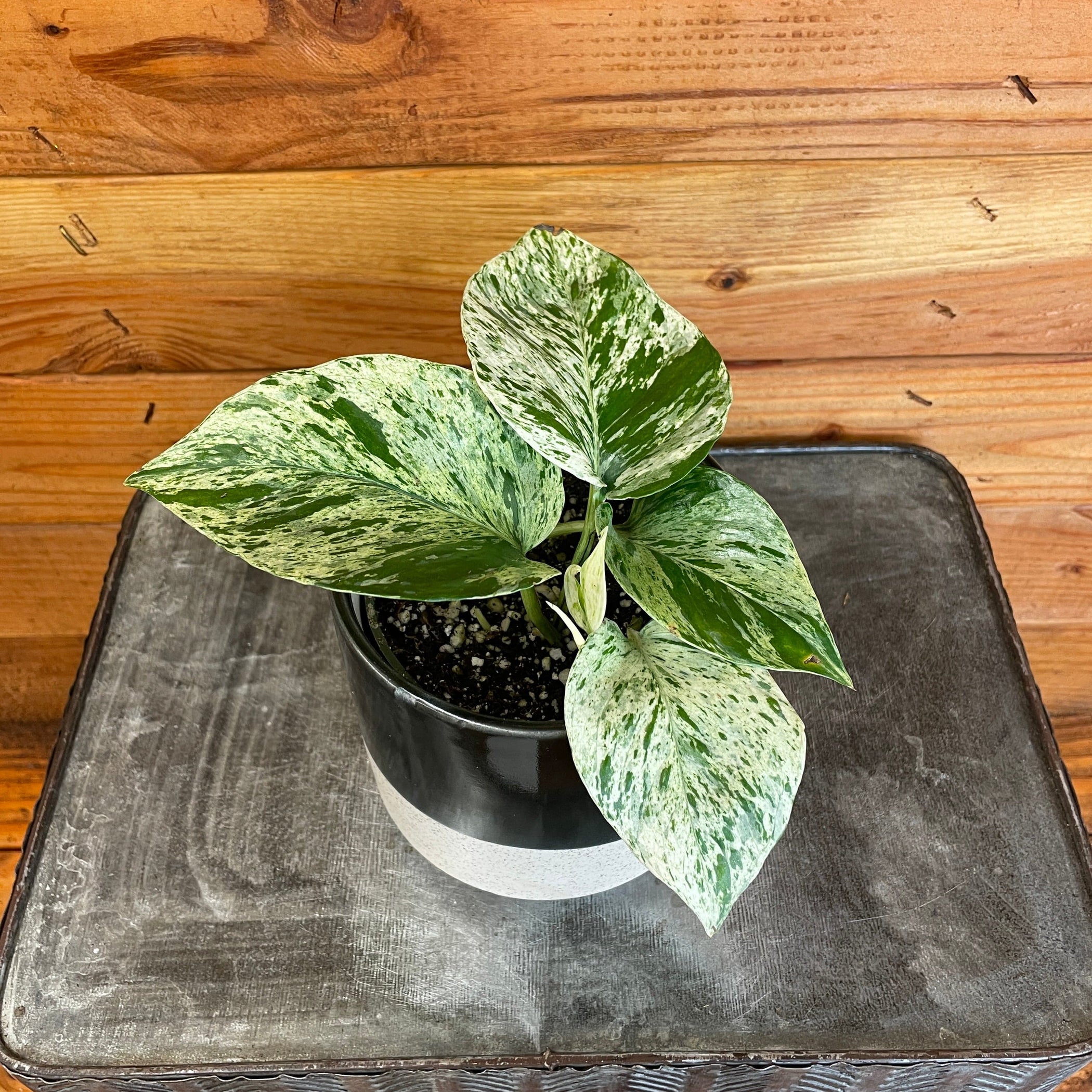 Pothos Marble Queen 4 Plant — The Plant Farm® 2110