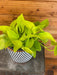 The Plant Farm® Houseplants Pothos Neon, 6" plant