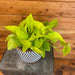 The Plant Farm® Houseplants Pothos Neon, 6" plant