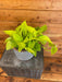 The Plant Farm® Houseplants Pothos Neon, Cuttings x5