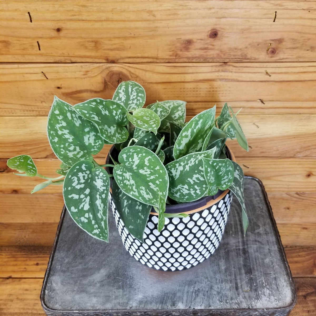 Satin Pothos  Plant Addicts