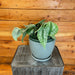 The Plant Farm® Houseplants Pothos Satin, 6" Plant