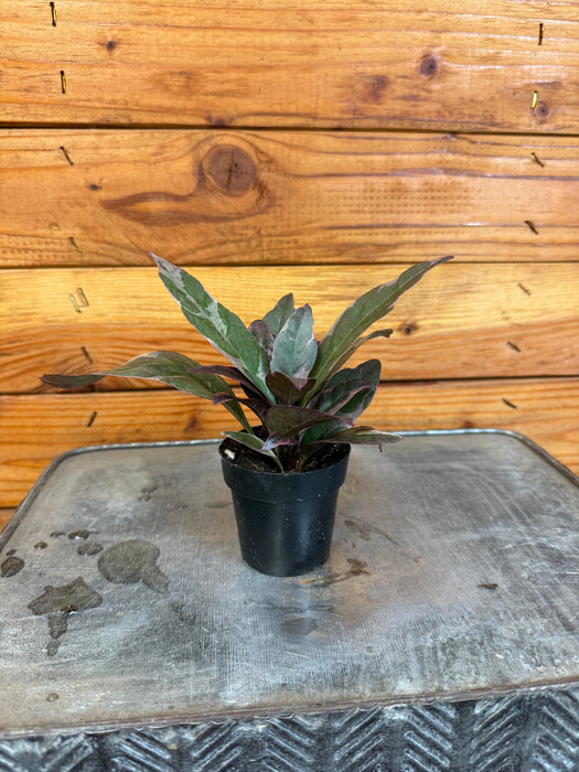 The Plant Farm® Houseplants Pseuderanthemum atropurpureum Tricolor, 2" Plant