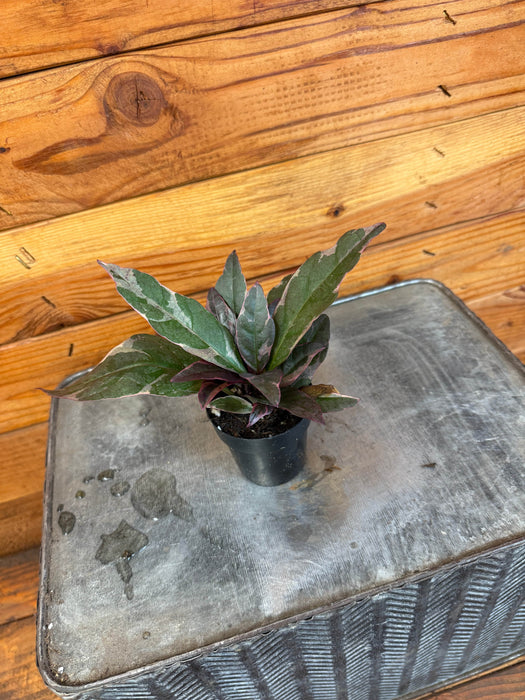 The Plant Farm® Houseplants Pseuderanthemum atropurpureum Tricolor, 2" Plant