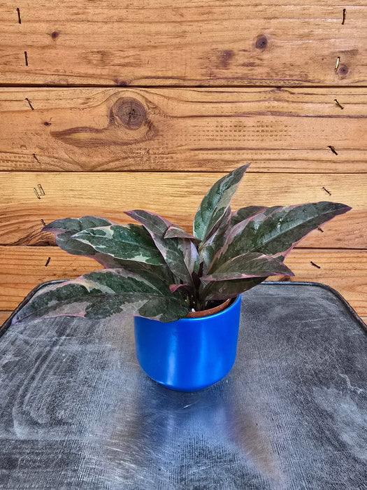 The Plant Farm® Houseplants Pseuderanthemum atropurpureum Tricolor, 2" Plant