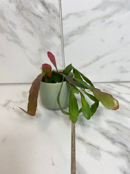 The Plant Farm® Houseplants Pseudoripsalis Red Oval Orchid Cactus, 2" Plant