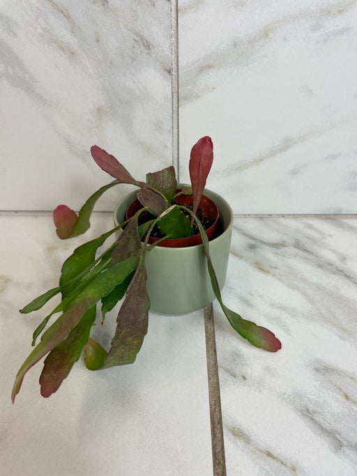 The Plant Farm® Houseplants Pseudoripsalis Red Oval Orchid Cactus, 2" Plant