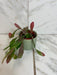 The Plant Farm® Houseplants Pseudoripsalis Red Oval Orchid Cactus, 2" Plant