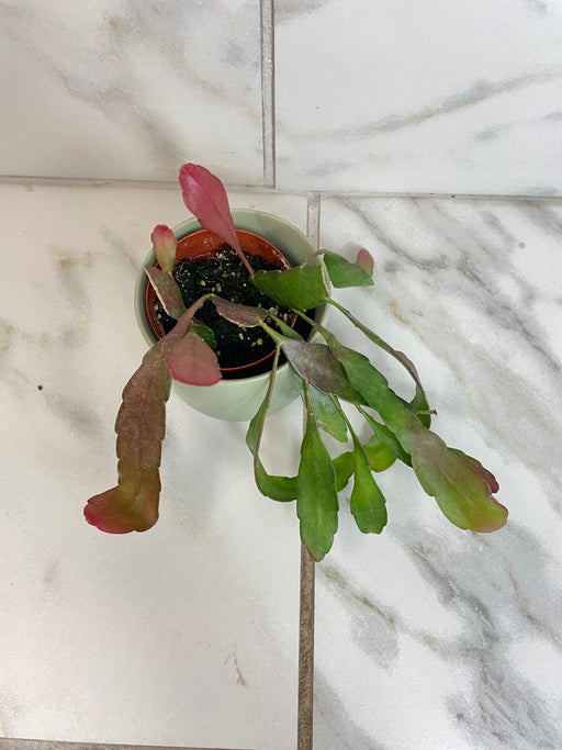 The Plant Farm® Houseplants Pseudoripsalis Red Oval Orchid Cactus, 2" Plant