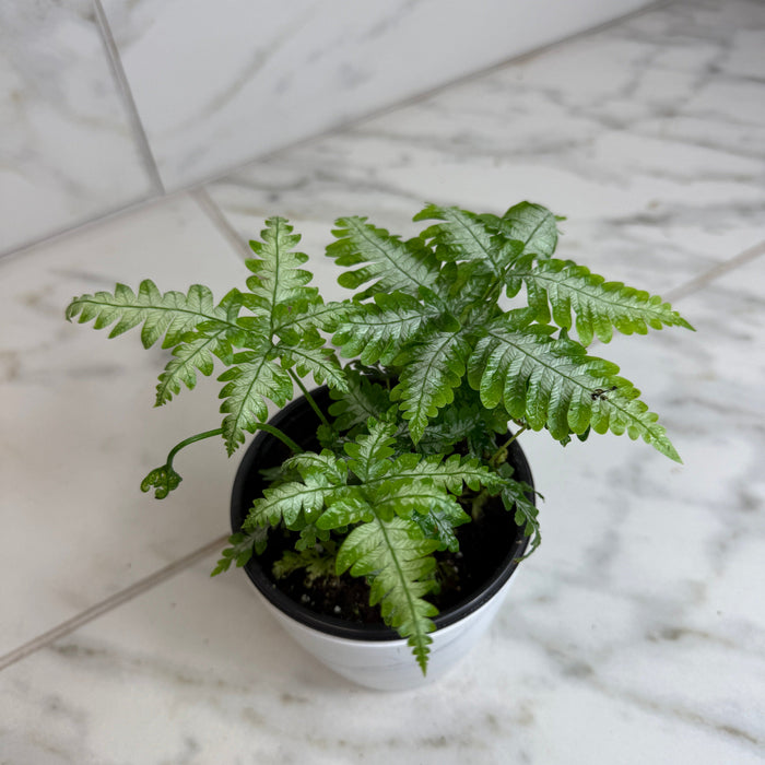 The Plant Farm® Houseplants Pteris Argyraea 'Silver Brake' Fern, 4" Plant