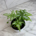The Plant Farm® Houseplants Pteris Argyraea 'Silver Brake' Fern, 4" Plant