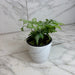 The Plant Farm® Houseplants Pteris Argyraea 'Silver Brake' Fern, 4" Plant