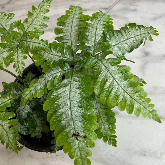 The Plant Farm® Houseplants Pteris Argyraea 'Silver Brake' Fern, 4" Plant