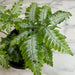 The Plant Farm® Houseplants Pteris Argyraea 'Silver Brake' Fern, 4" Plant
