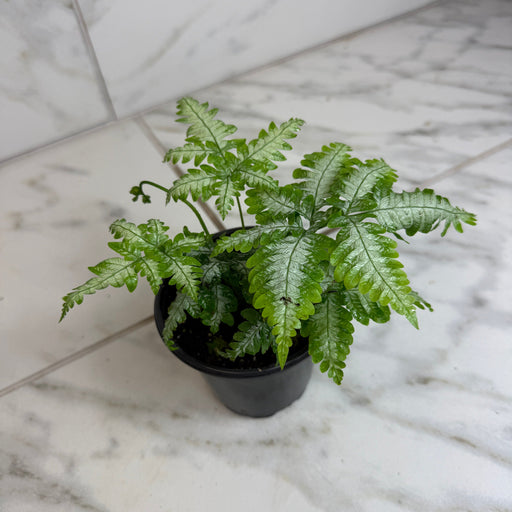 The Plant Farm® Houseplants Pteris Argyraea 'Silver Brake' Fern, 4" Plant