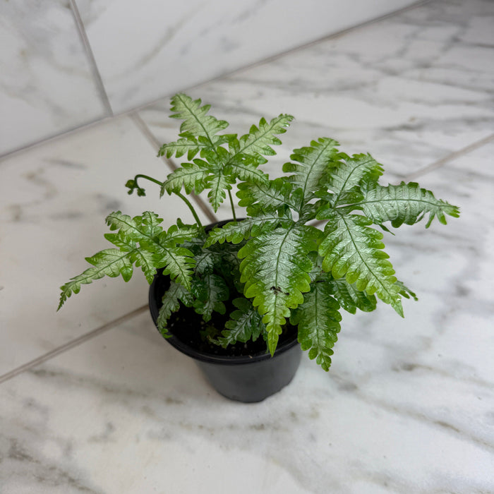 The Plant Farm® Houseplants Pteris Argyraea 'Silver Brake' Fern, 4" Plant