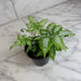 The Plant Farm® Houseplants Pteris Argyraea 'Silver Brake' Fern, 4" Plant