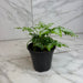 The Plant Farm® Houseplants Pteris Argyraea 'Silver Brake' Fern, 4" Plant