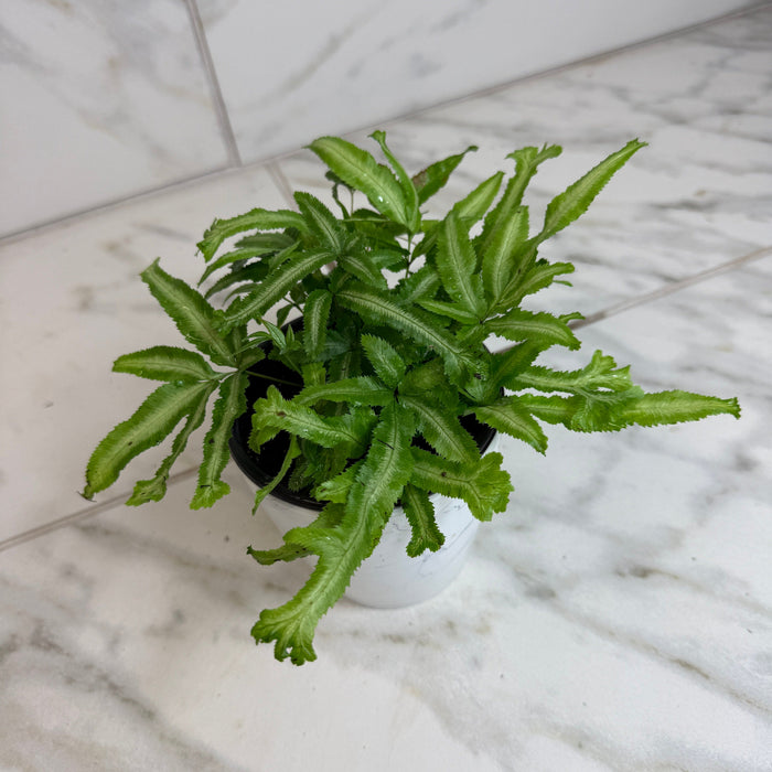 The Plant Farm® Houseplants Pteris Cretica 'Moonlight' Fern, 4" Plant