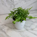 The Plant Farm® Houseplants Pteris Cretica 'Moonlight' Fern, 4" Plant
