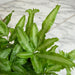 The Plant Farm® Houseplants Pteris Cretica 'Moonlight' Fern, 4" Plant