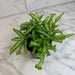 The Plant Farm® Houseplants Pteris Cretica 'Moonlight' Fern, 4" Plant