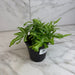 The Plant Farm® Houseplants Pteris Cretica 'Moonlight' Fern, 4" Plant