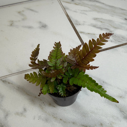 The Plant Farm® Houseplants Pteris Quadriautria 'Tricolor' Fern, 2" Plant