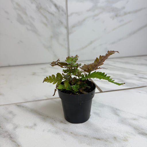 The Plant Farm® Houseplants Pteris Quadriautria 'Tricolor' Fern, 2" Plant