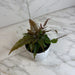 The Plant Farm® Houseplants Pteris Quadriautria 'Tricolor' Fern, 4" Plant