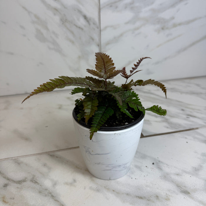 The Plant Farm® Houseplants Pteris Quadriautria 'Tricolor' Fern, 4" Plant